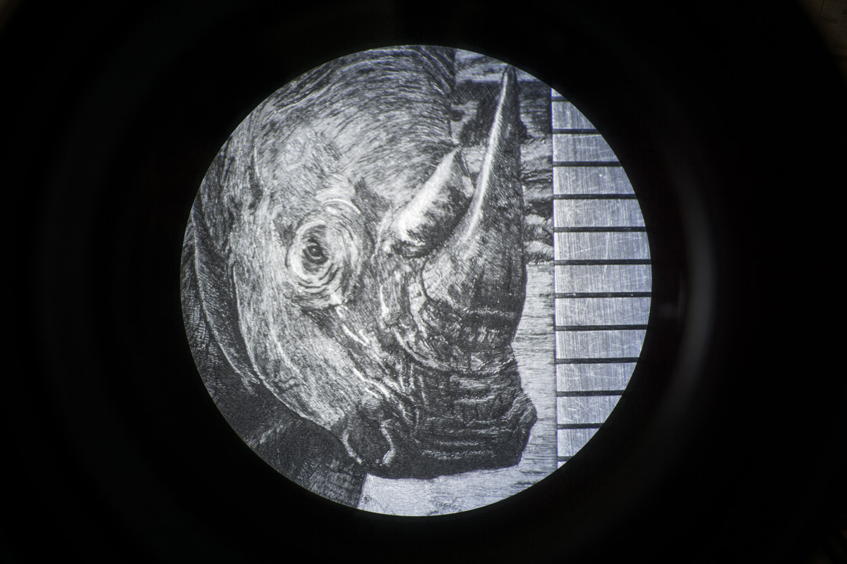 gravure-plaque-rhinoceros-louis-leforestier-5